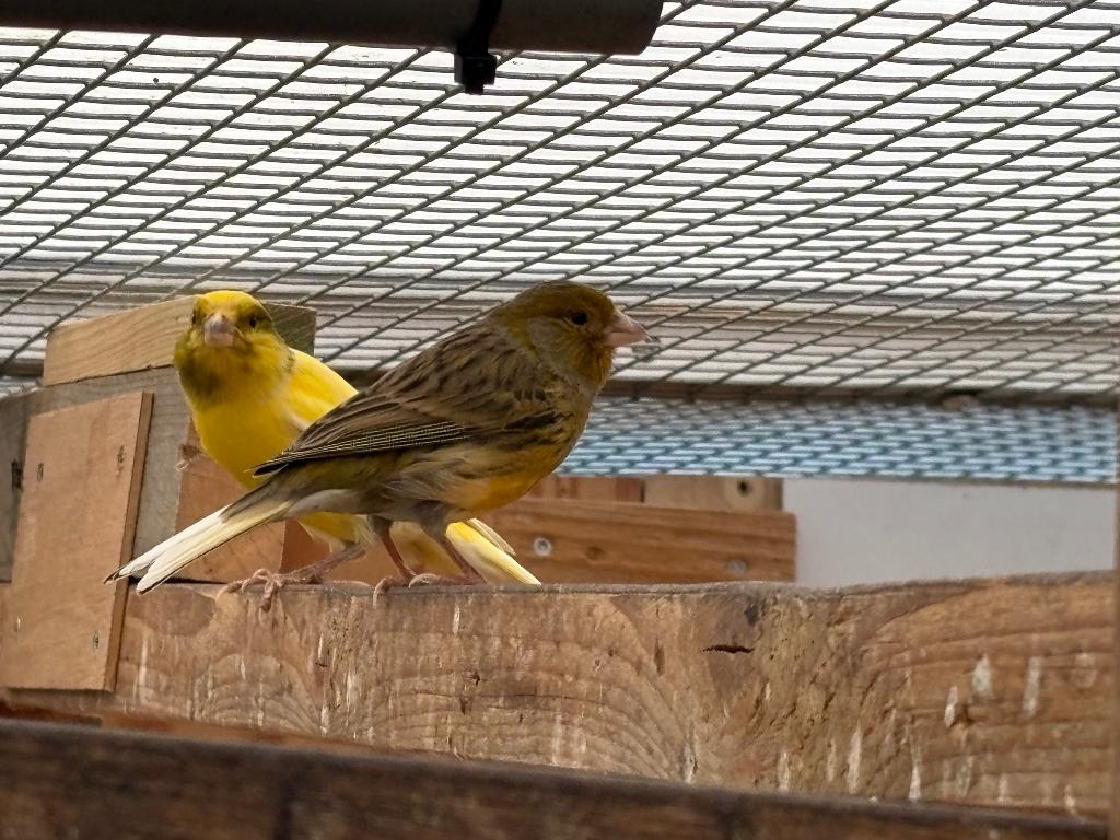kanarie, bruine kanarie, kanarie pop ,een bruin pop, Vrouwelijk, Kleurkanarie
