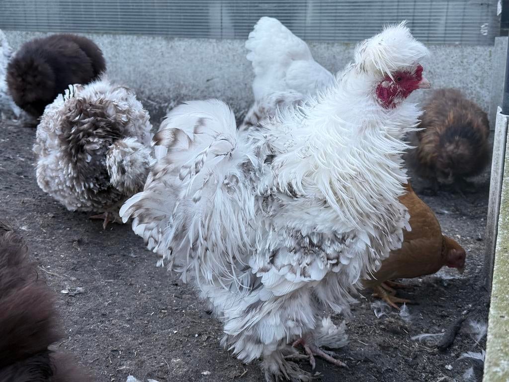 USA Krulveer haan, Mâle, Poule ou poulet