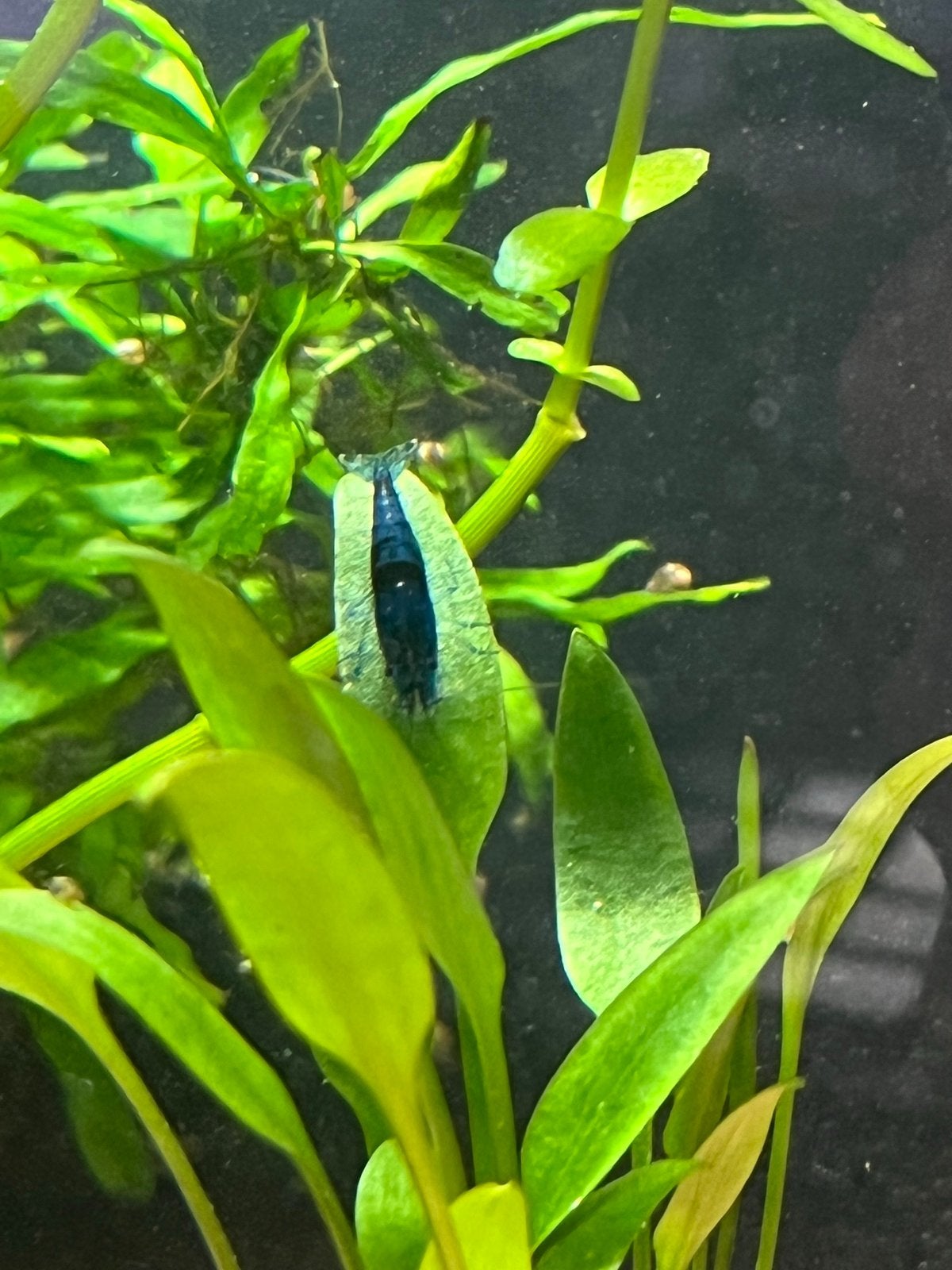 Blue velvet garnalen