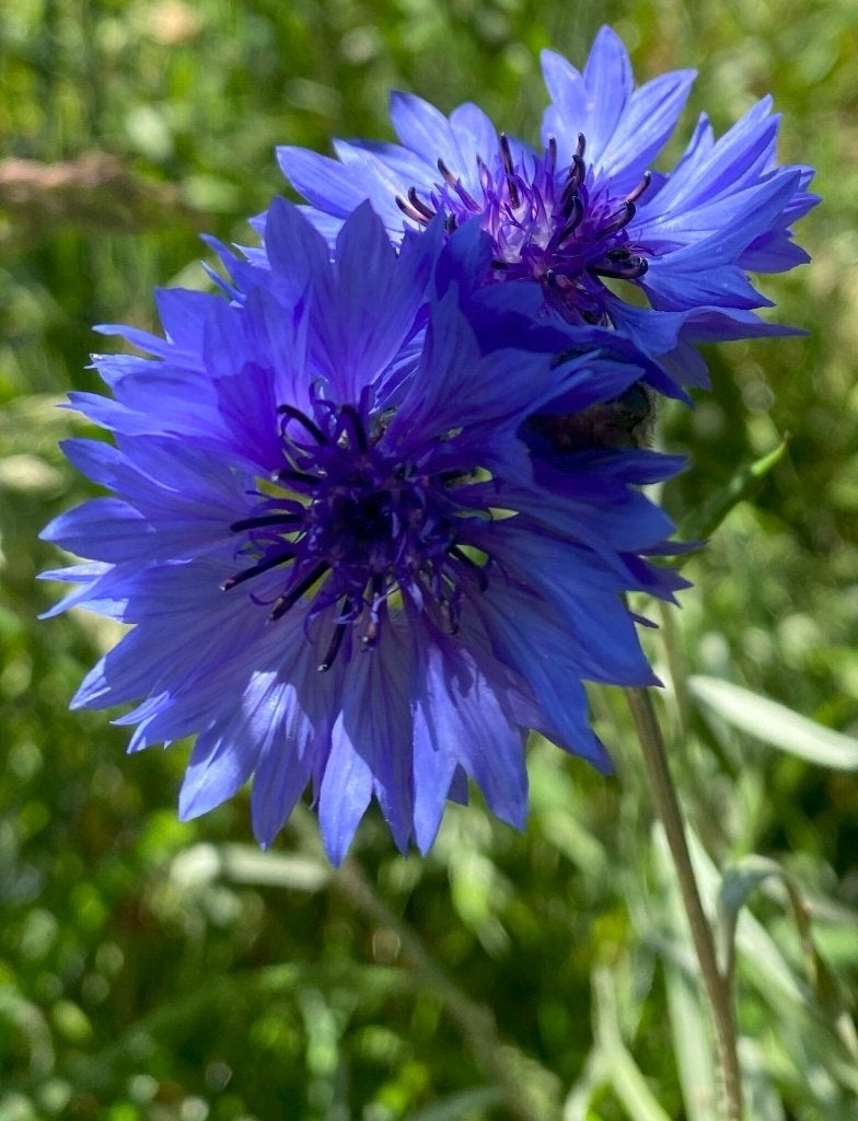Graines de bleuet - Centaurea Cyanus BIO, Enlèvement ou Envoi