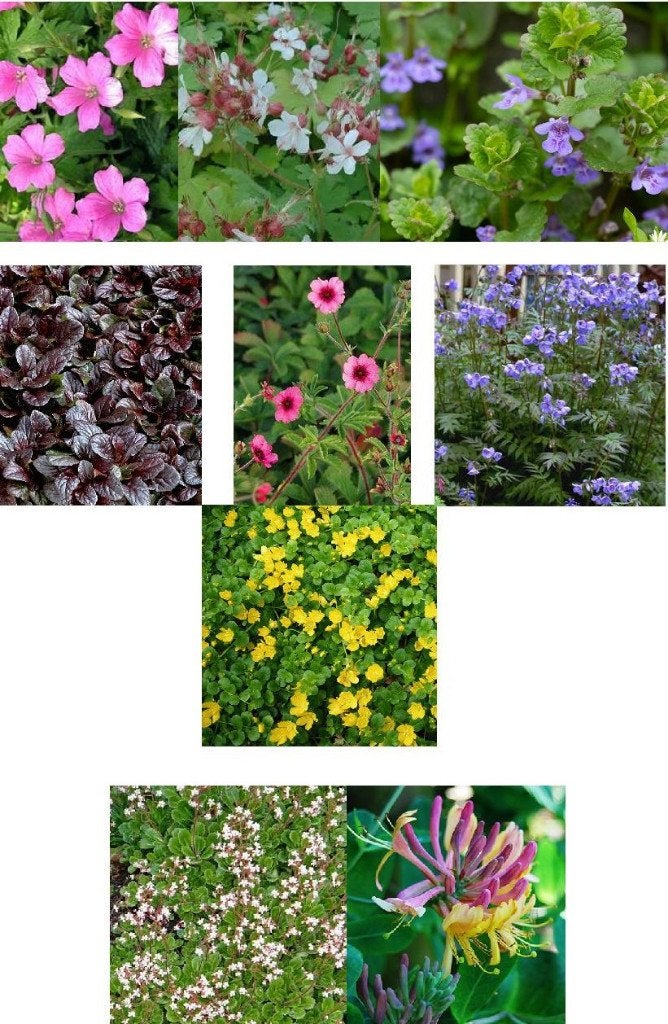 Lot de 6 plantes vivaces, Tuin en Terras, Ophalen, Vaste plant, Bodembedekkers, Halfschaduw