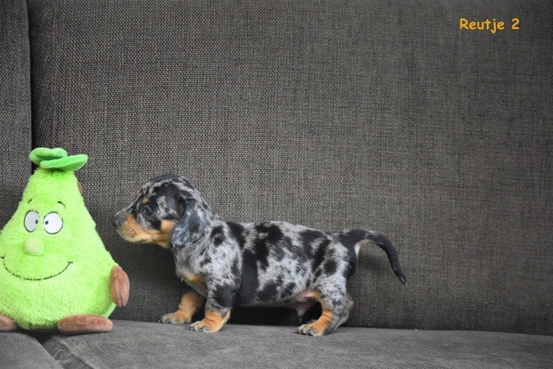 Blue Merle Tan Teckel Dwergteckel, Dieren en Toebehoren, Honden | Teckels en Dashonden, Parvo, België, Reu, 8 tot 15 weken