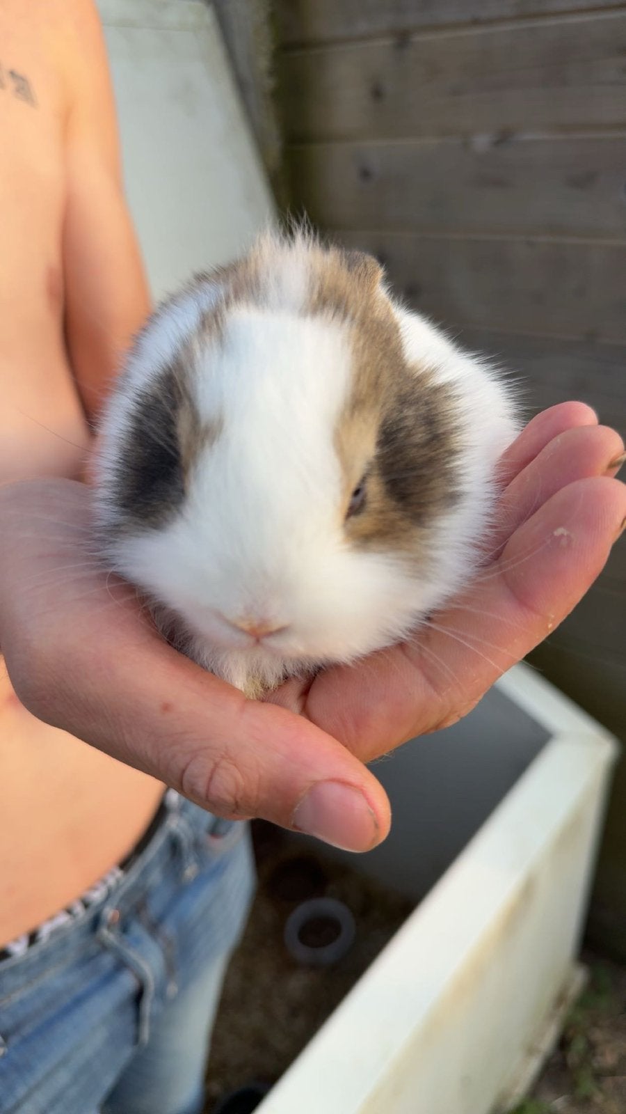 Konijnen, Dieren en Toebehoren, Konijnen