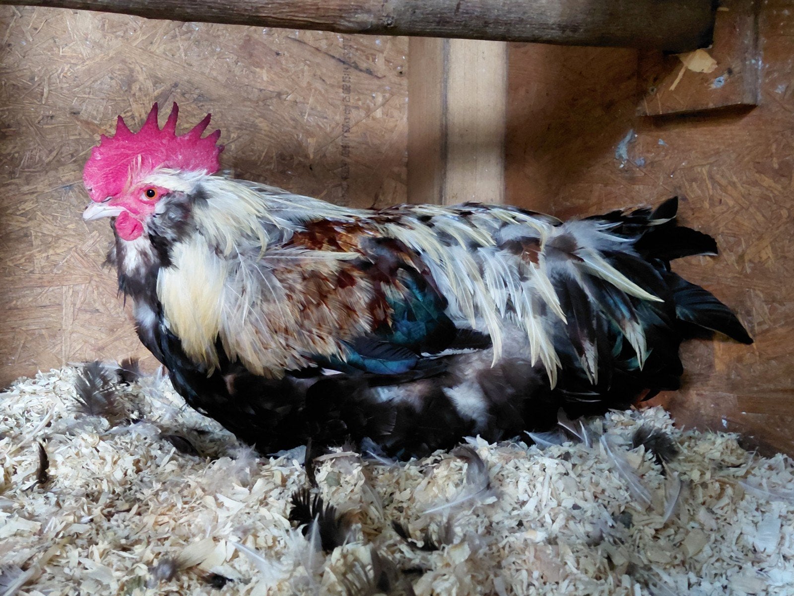 Duitse Faverolle hanen, Dieren en Toebehoren