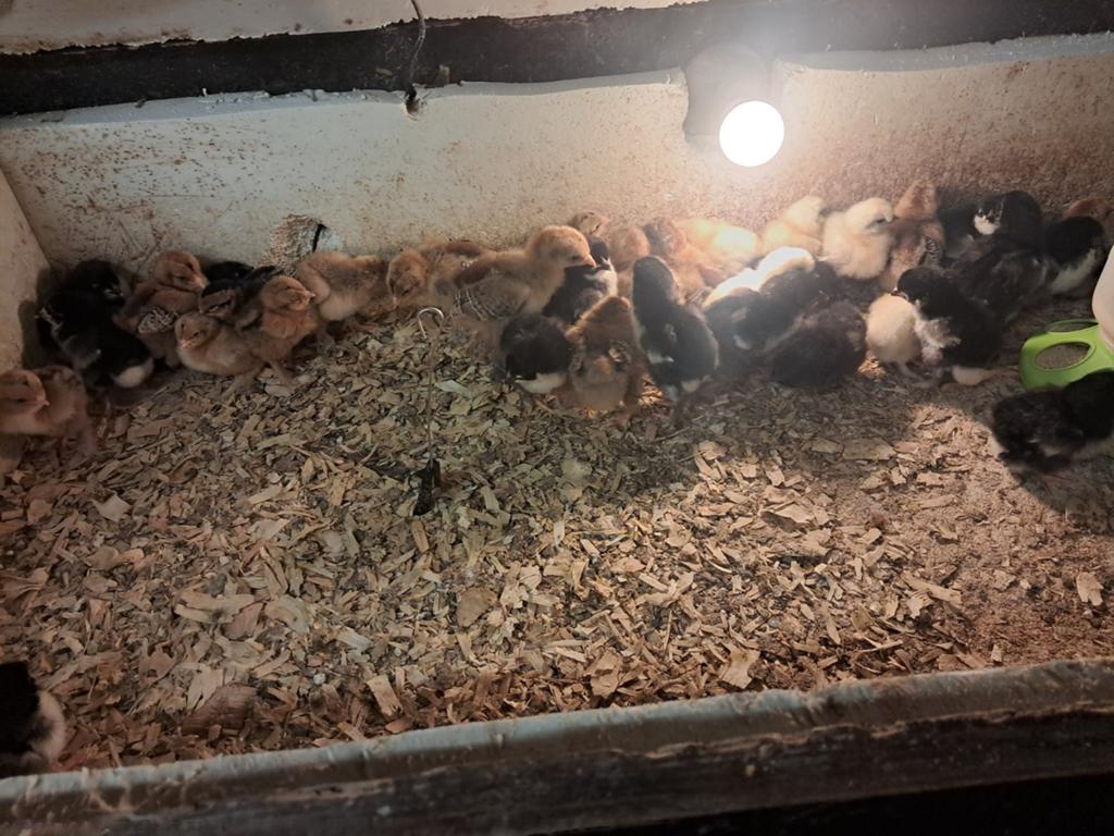 Poussins marans et brahma.