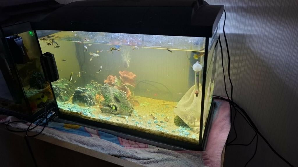 Aquarium  met decoratie filter warm waterpomp luchtfilter, Dieren en Toebehoren, Ophalen, Decoratie
