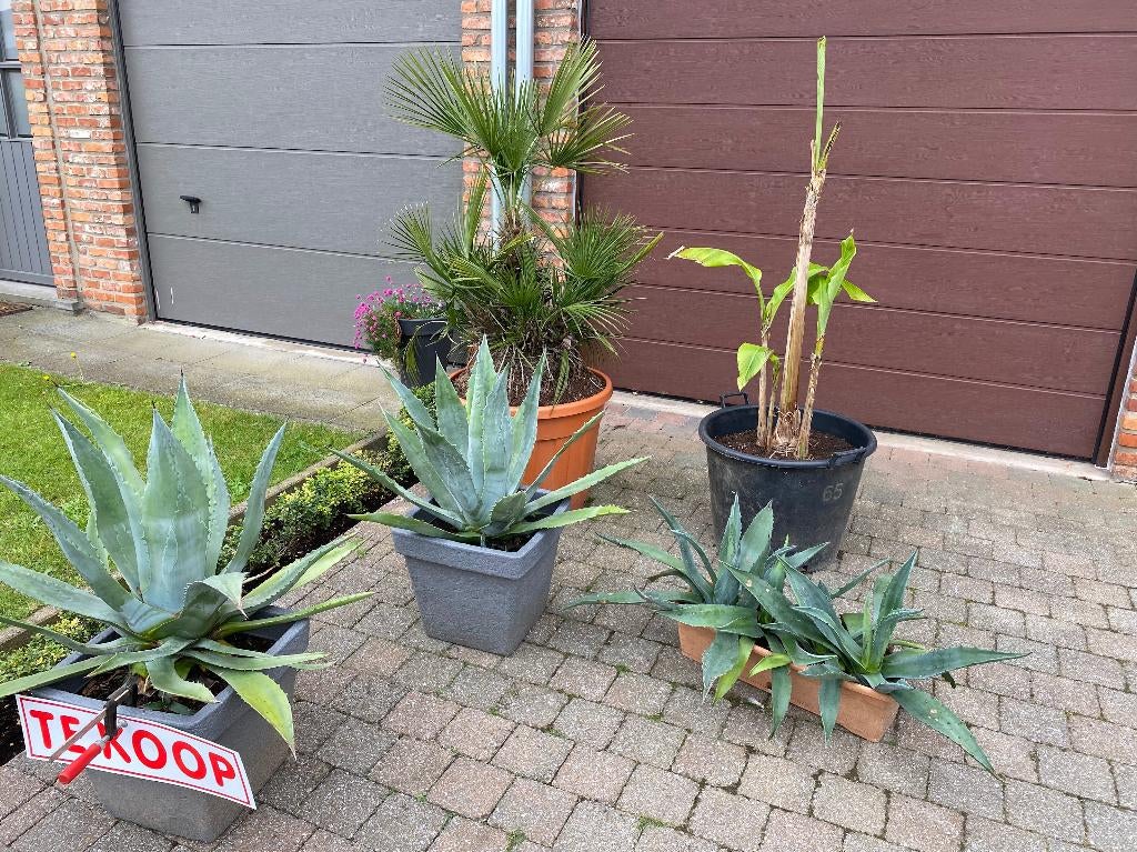 planten, Volle zon, Vaste plant, Bloeit niet, Ophalen