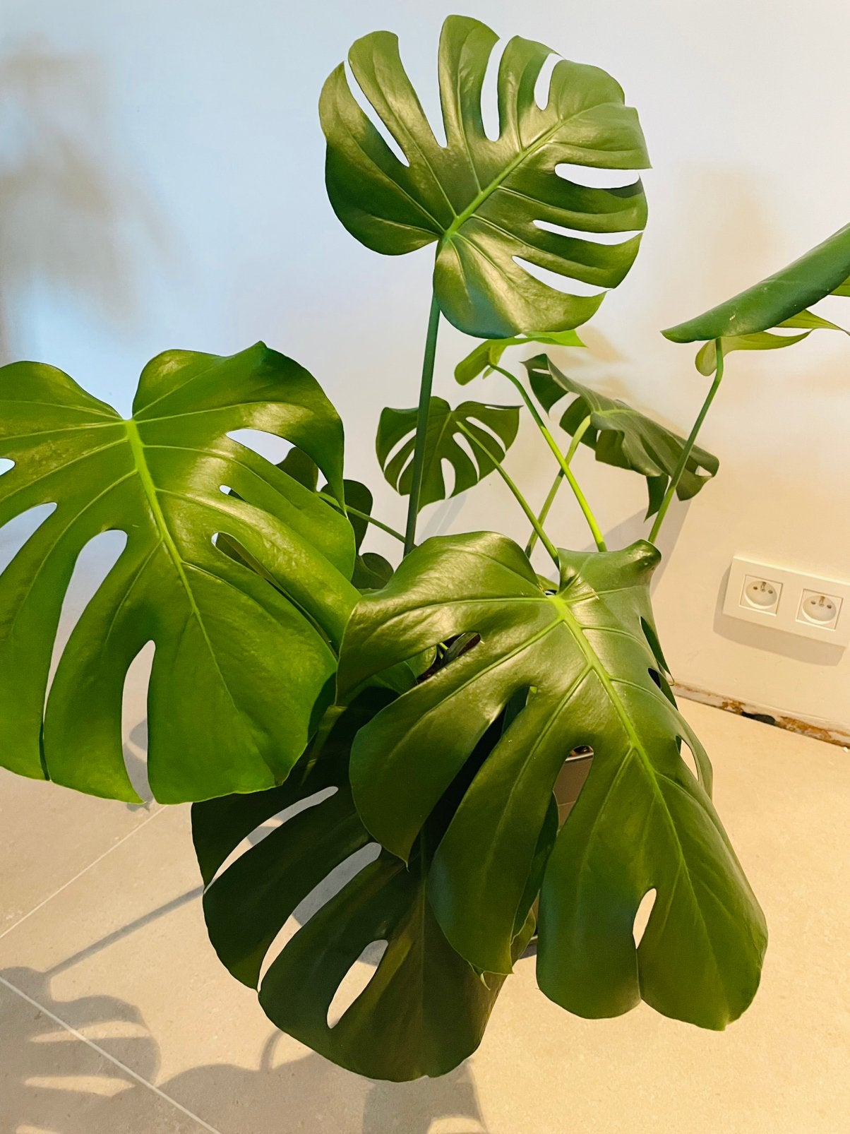 Monstera Deliciosa Gatenplant, Autres espèces, En pot, Plein soleil, Enlèvement