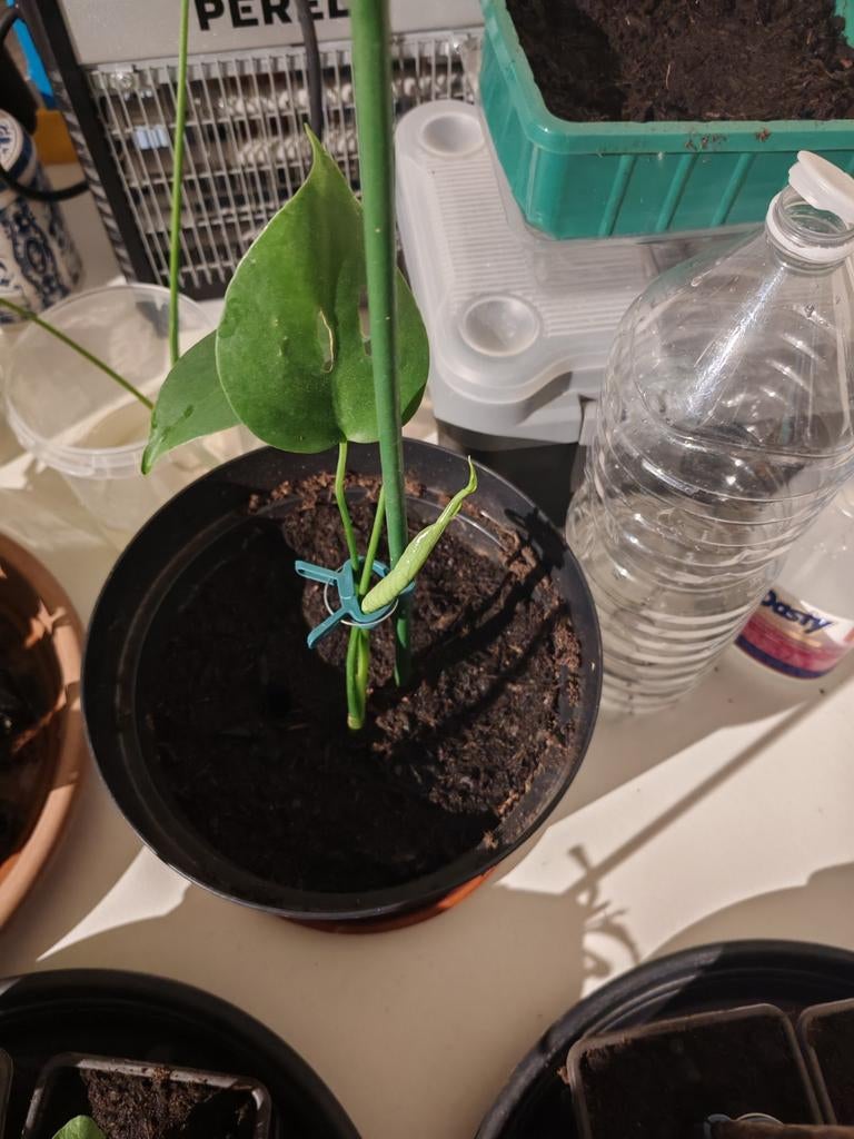 Monstera, Enlèvement