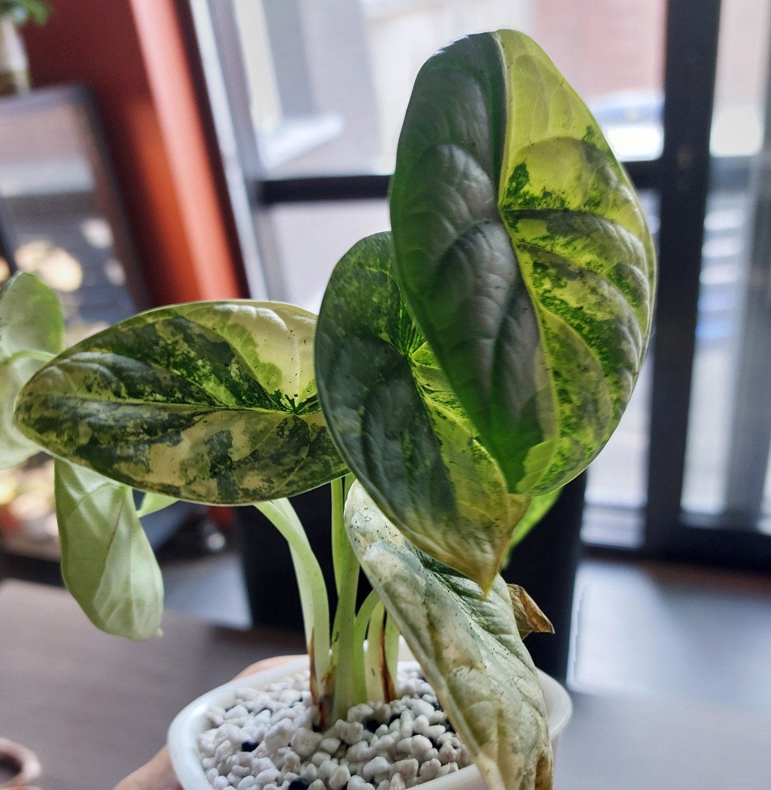Alocasia silver dragon variegata knollen, Ophalen of Verzenden