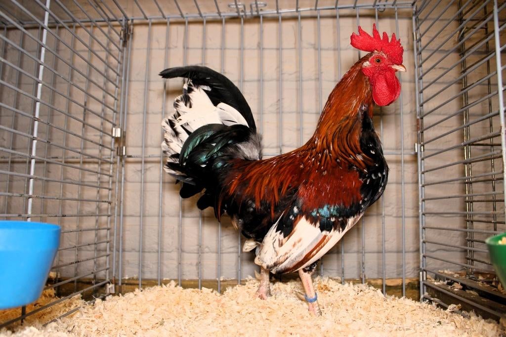 broedeieren doornikse kriel, Dieren en Toebehoren, Pluimvee