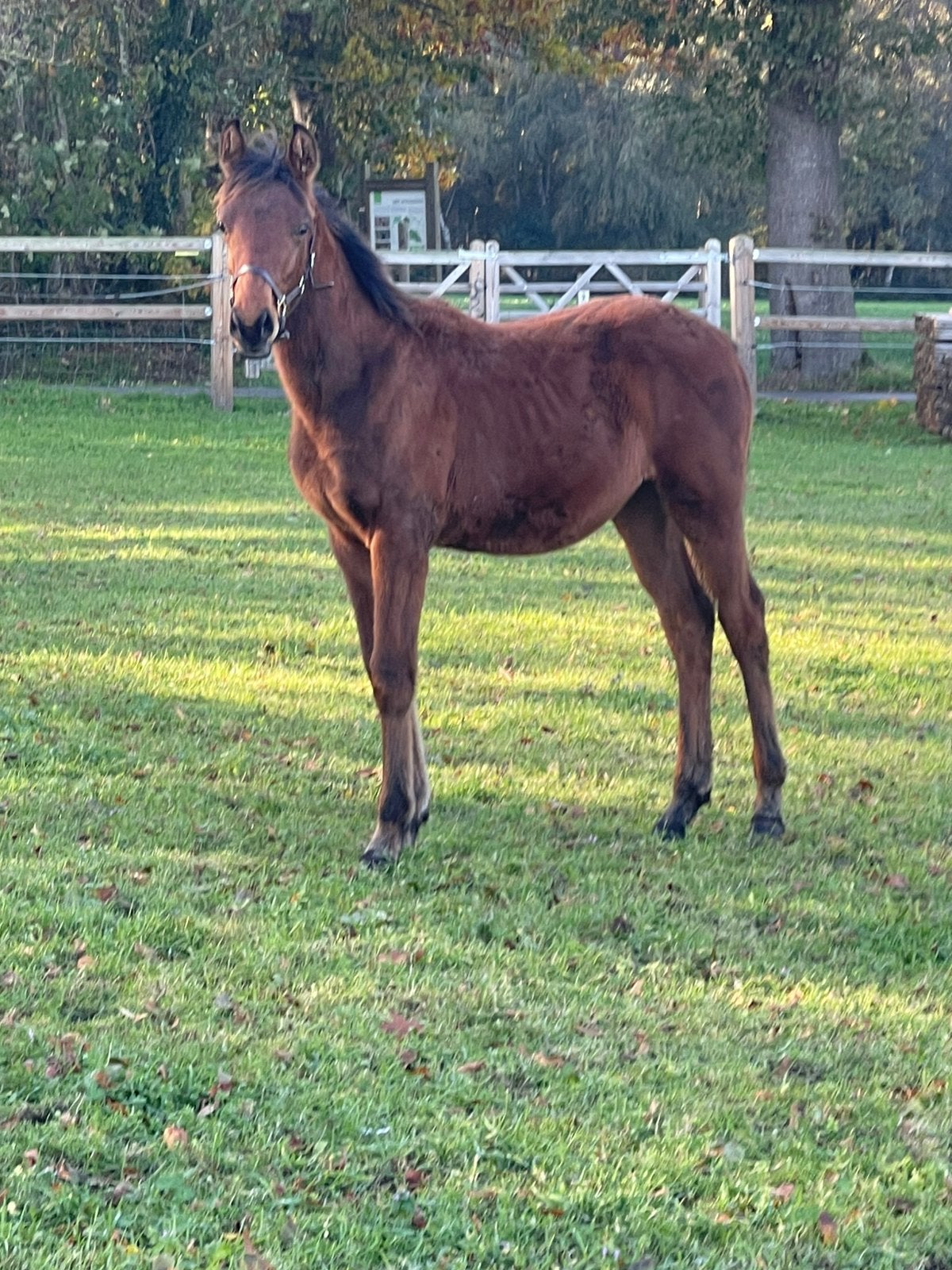 BWP hengsteveulen, Dieren en Toebehoren, Springpaard, 0 tot 2 jaar, Hengst, Met stamboom