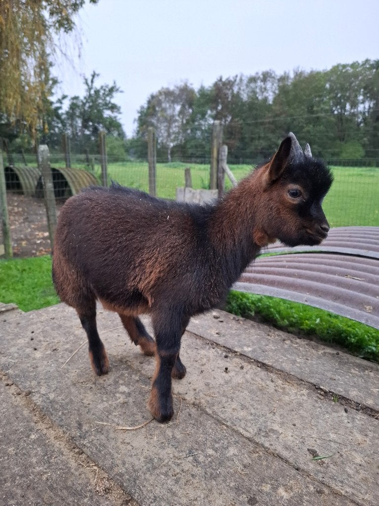 Dwerggeit, Dieren en Toebehoren, Meerdere dieren, Geit, 0 tot 2 jaar