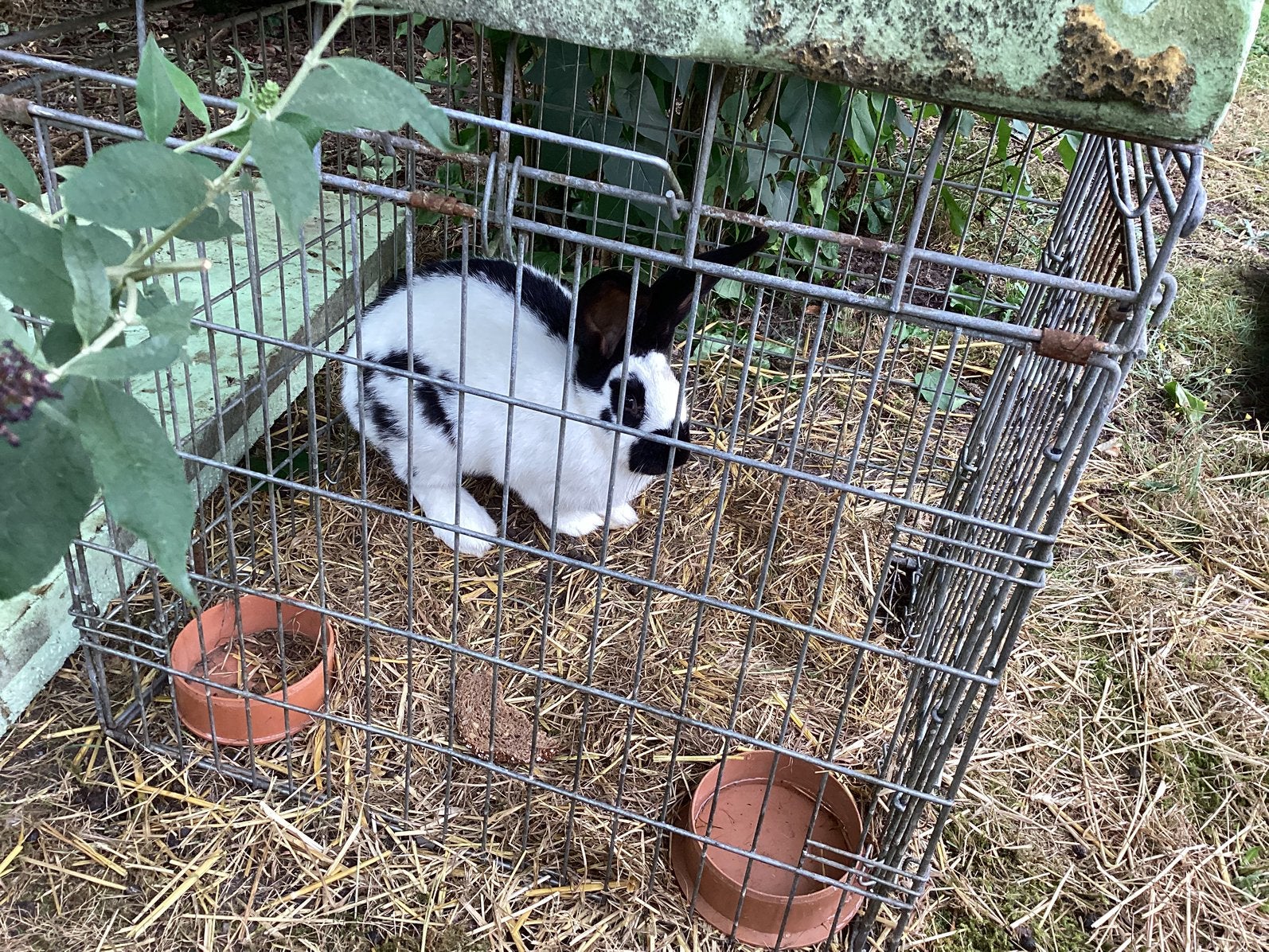 Reuzevlinder of lotharinger, Dieren en Toebehoren, Konijnen, Vrouwelijk, Groot, 0 tot 2 jaar
