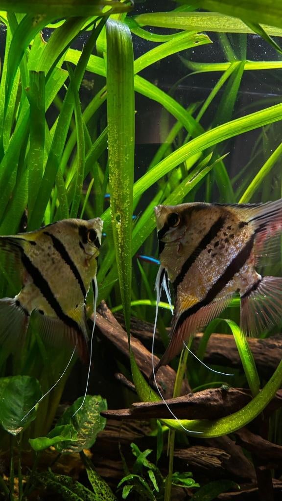 Pterophyllum sp. Rio Nanay F1, Poisson, Poisson d'eau douce, Banc de poissons