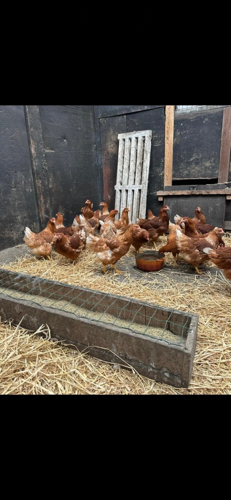 Jonge bruine legkippen te koop, Dieren en Toebehoren, Kip