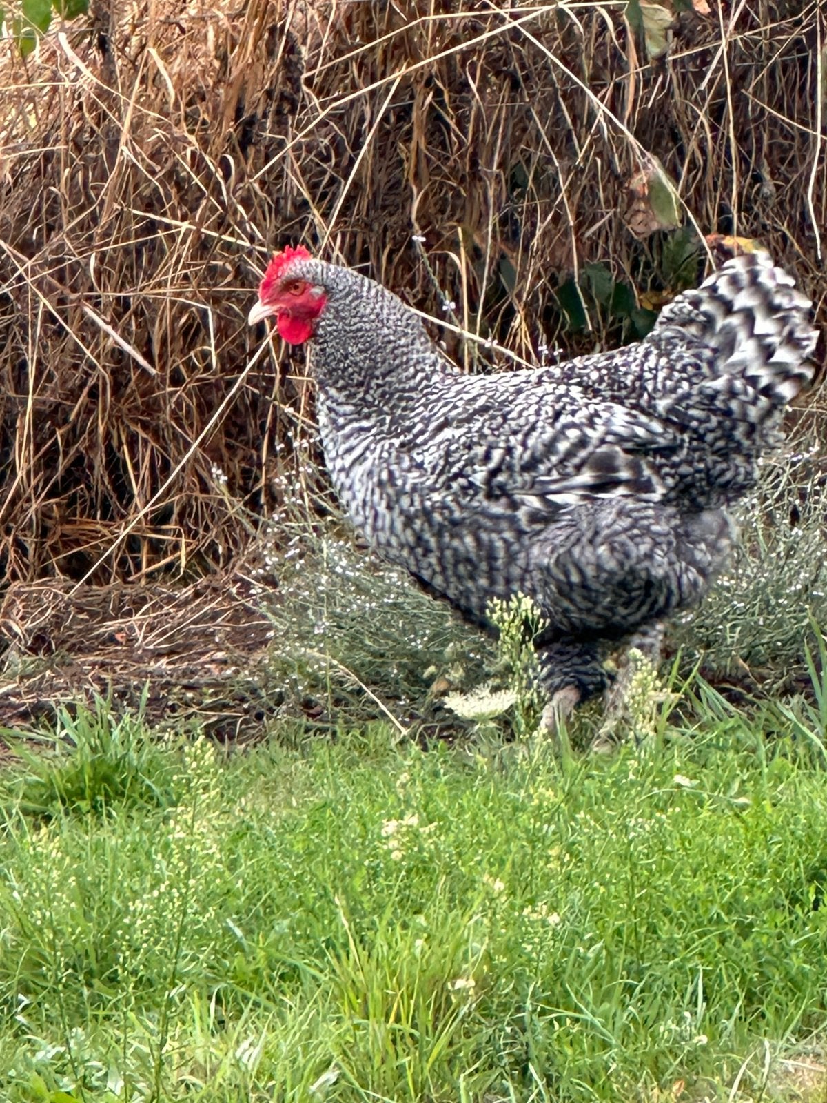 Jonge koekkoek hanen van dit jaar, Dieren en Toebehoren, Mannelijk, Kip