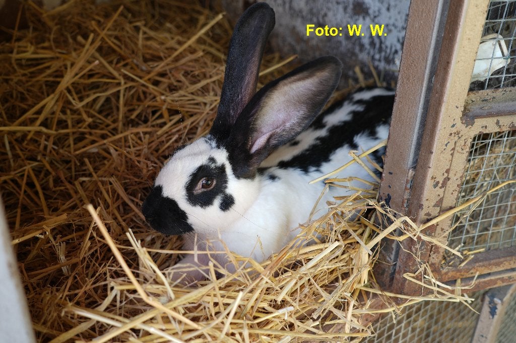 Reuze vlinder konijnen, Animaux & Accessoires, Lapins, Mâle, Grand, 0 à 2 ans