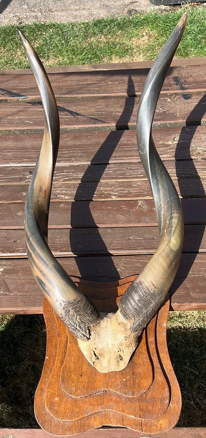 Afrikaanse antilope hoorns ongeveer 60cm, Ophalen, Zo goed als nieuw
