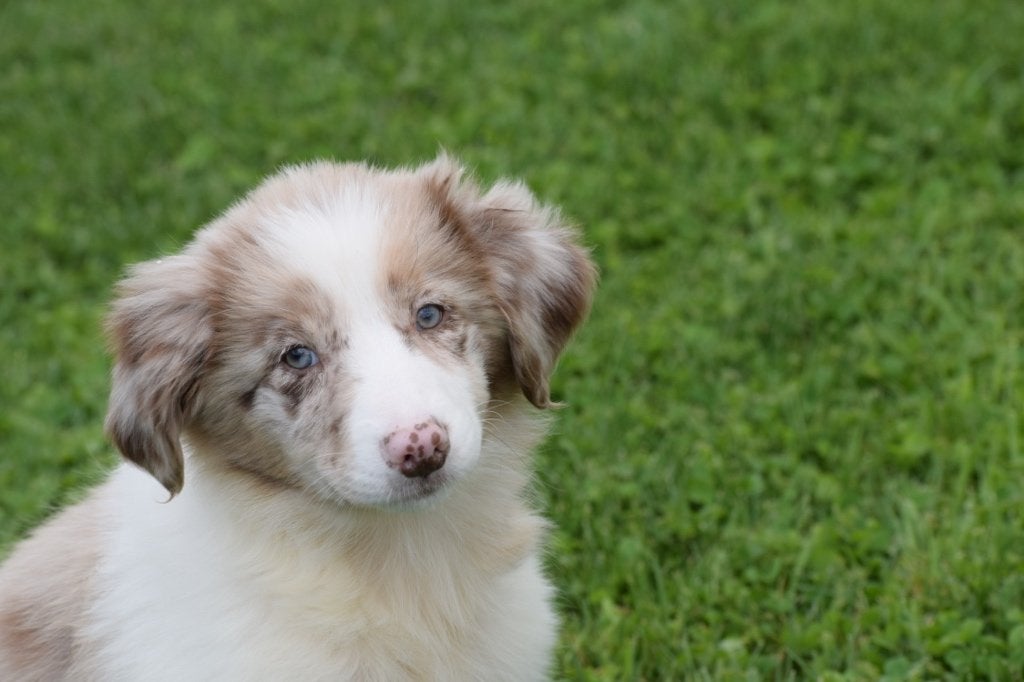 Border collie pups nieuw nestje, Dieren en Toebehoren, België, 8 tot 15 weken, Collie, Meerdere