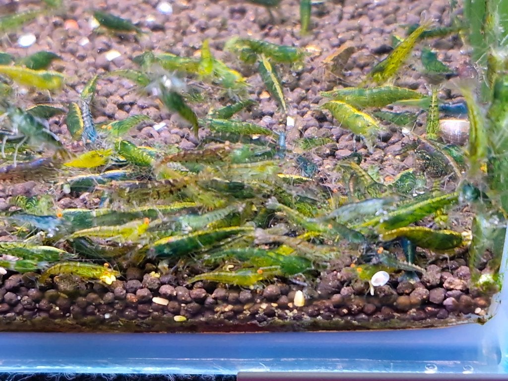 Neocaridina Green – Groene Garnalen, Animaux & Accessoires, Homard, Crabe ou Crevette, Poisson d'eau douce