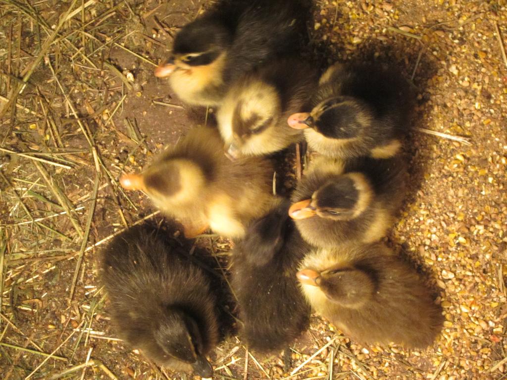 Mooie jonge loopeendjes, Dieren en Toebehoren, Meerdere dieren, Eend