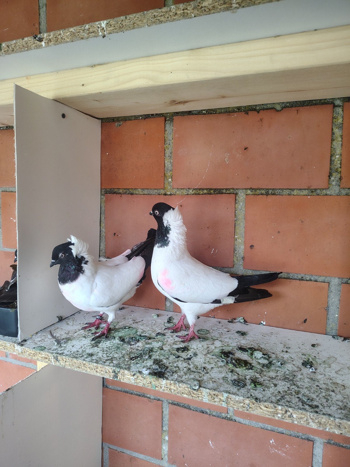 Pigeons, Animaux & Accessoires