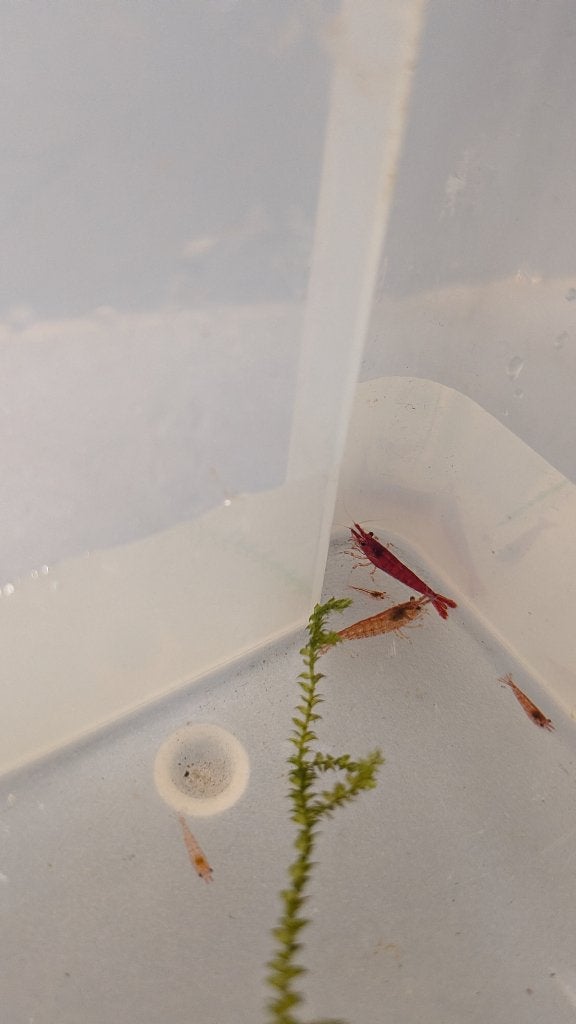 Vuurgarnalen, Homard, Crabe ou Crevette, Poisson d'eau douce