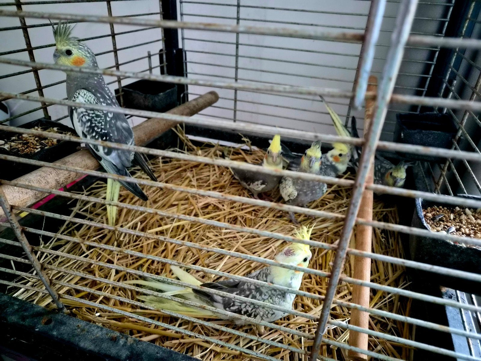 Jonge valkparkieten, eten net zelfstandig, Dieren en Toebehoren