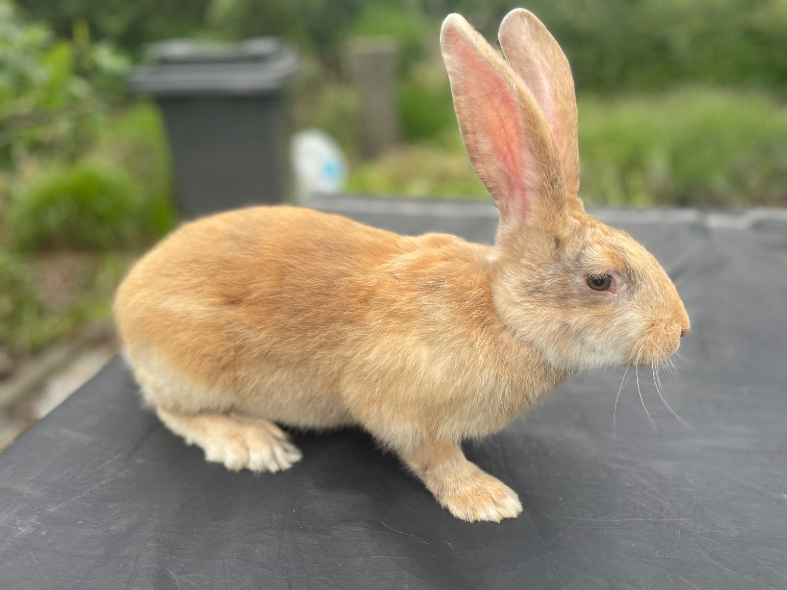 Reuzenvlinder/lotharinger, Dieren en Toebehoren