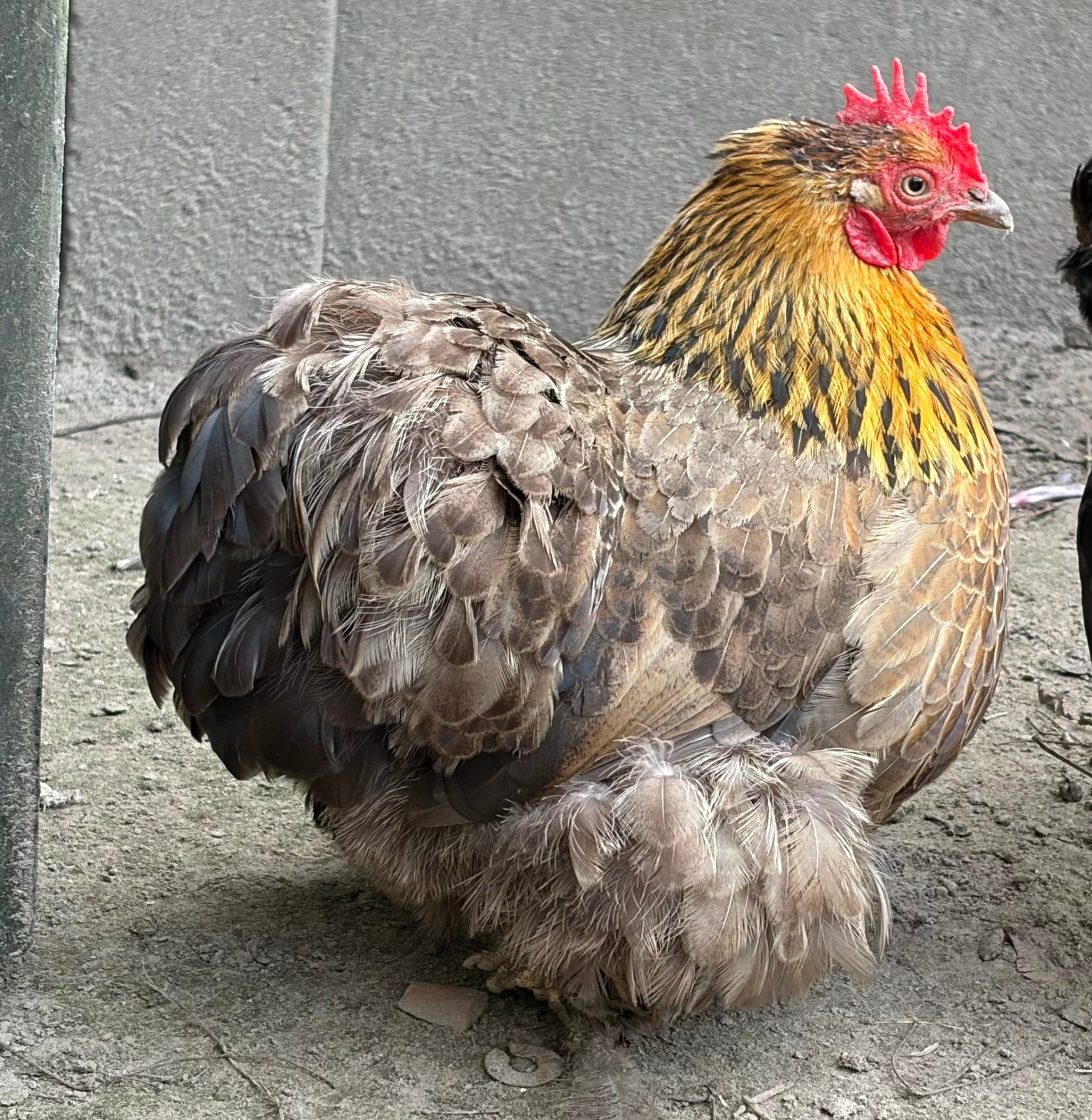 Cochinkriel hen, Dieren en Toebehoren, Vrouwelijk, Kip