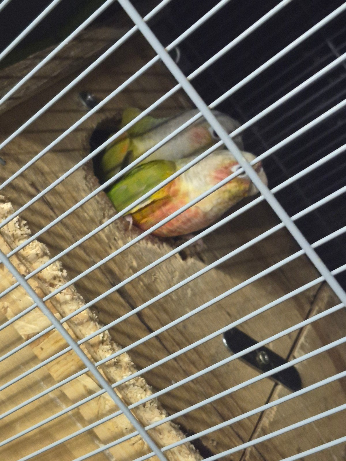 a vendre 5 couple de pyrrhura, Animaux & Accessoires