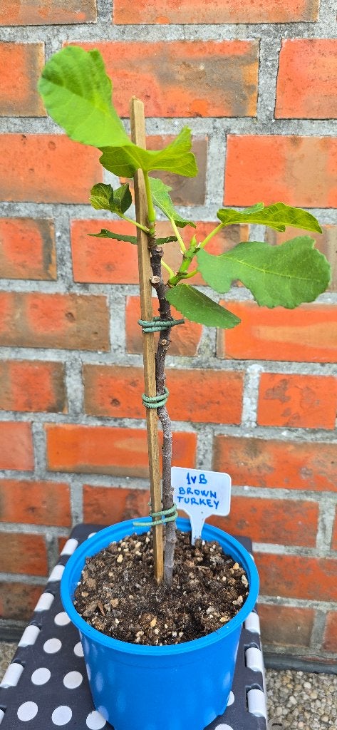 Figuier 'BROWN TURKEY' figuier Ficus Carica 1vB, Jardin & Terrasse, Plantes | Arbres fruitiers, Enlèvement, Figuier