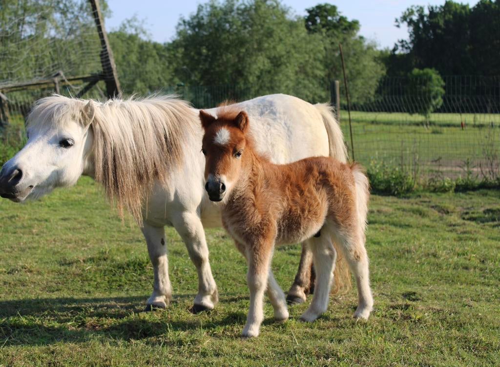 Shetlander hengstje te koop, Dieren en Toebehoren, Hengst, A pony (tot 1.17m), Gechipt, 0 tot 2 jaar