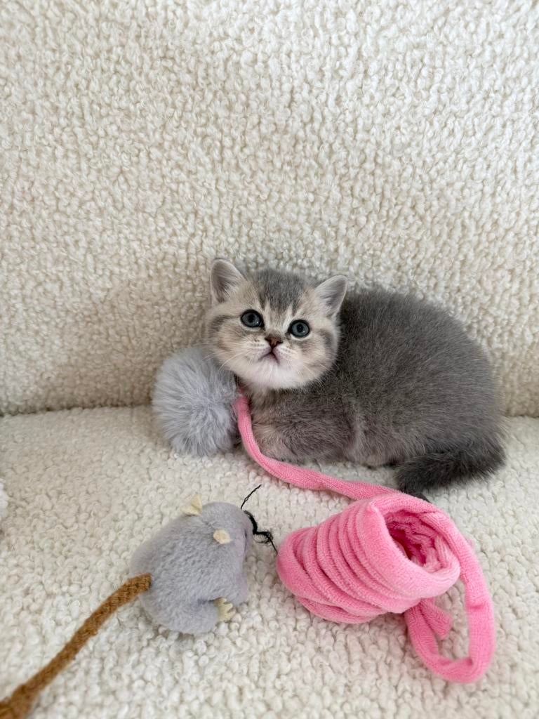 Britse Korthaar Kittens, Dieren en Toebehoren, Katten en Kittens | Raskatten | Korthaar, Kater, Gechipt, 0 tot 2 jaar
