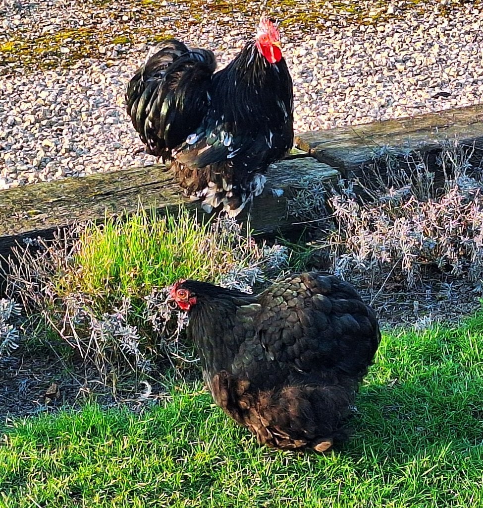 Cochin kriel zwat/wit, Dieren en Toebehoren, Pluimvee, Kip