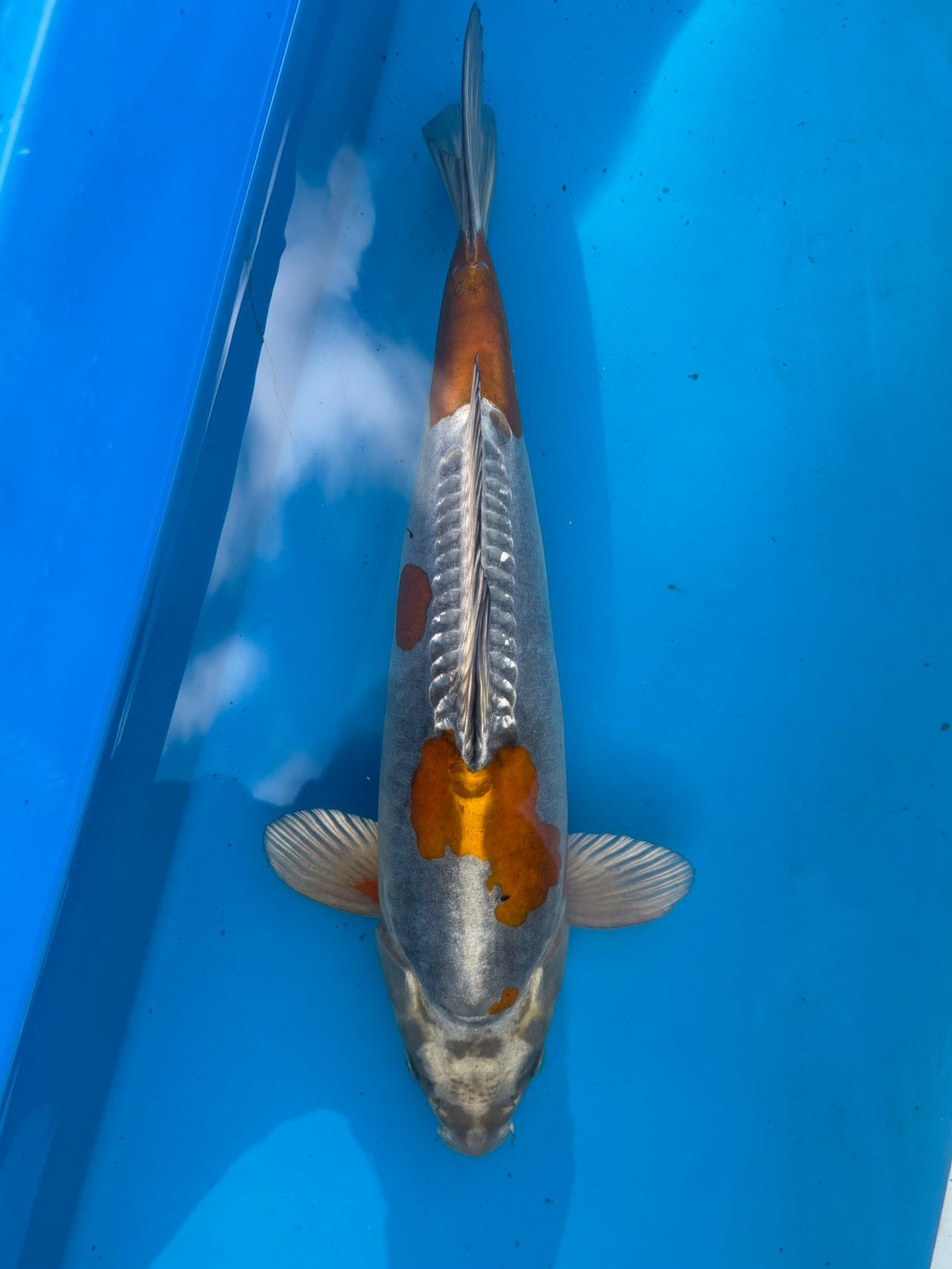 Doitsu Ochiba 41 cm
