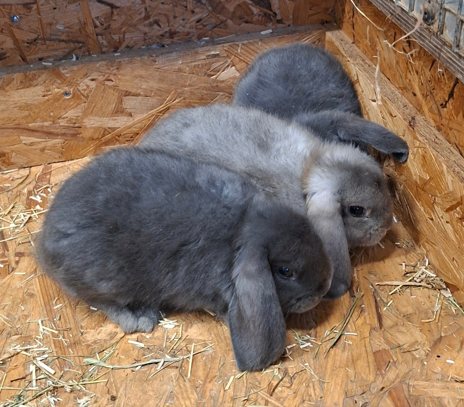 Nederlandse hangoor dwergkonijnen. Hangoor.  Dwergkonijn., Dieren en Toebehoren, Konijnen, Hangoor
