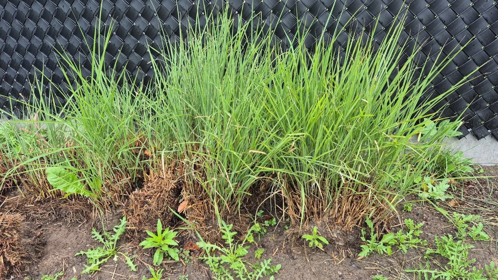Miscanthus sisensis,  siergrassen., Jardin & Terrasse, Enlèvement