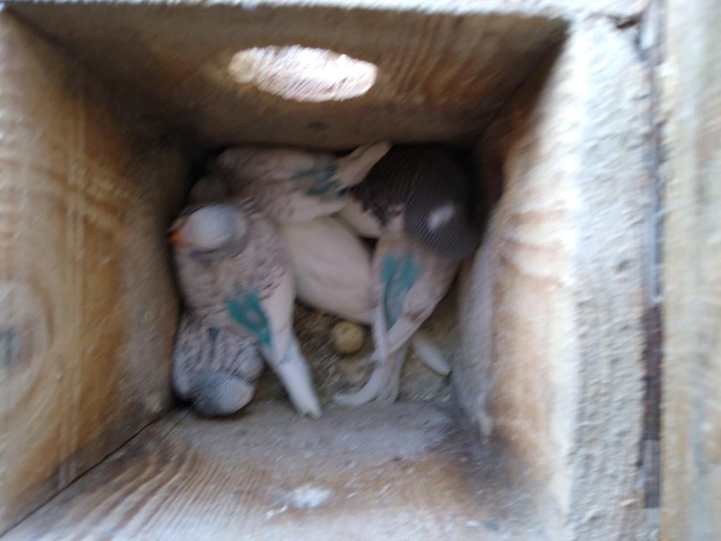 Zeer jonge grasparkieten om tam te maken., Dieren en Toebehoren, Tam