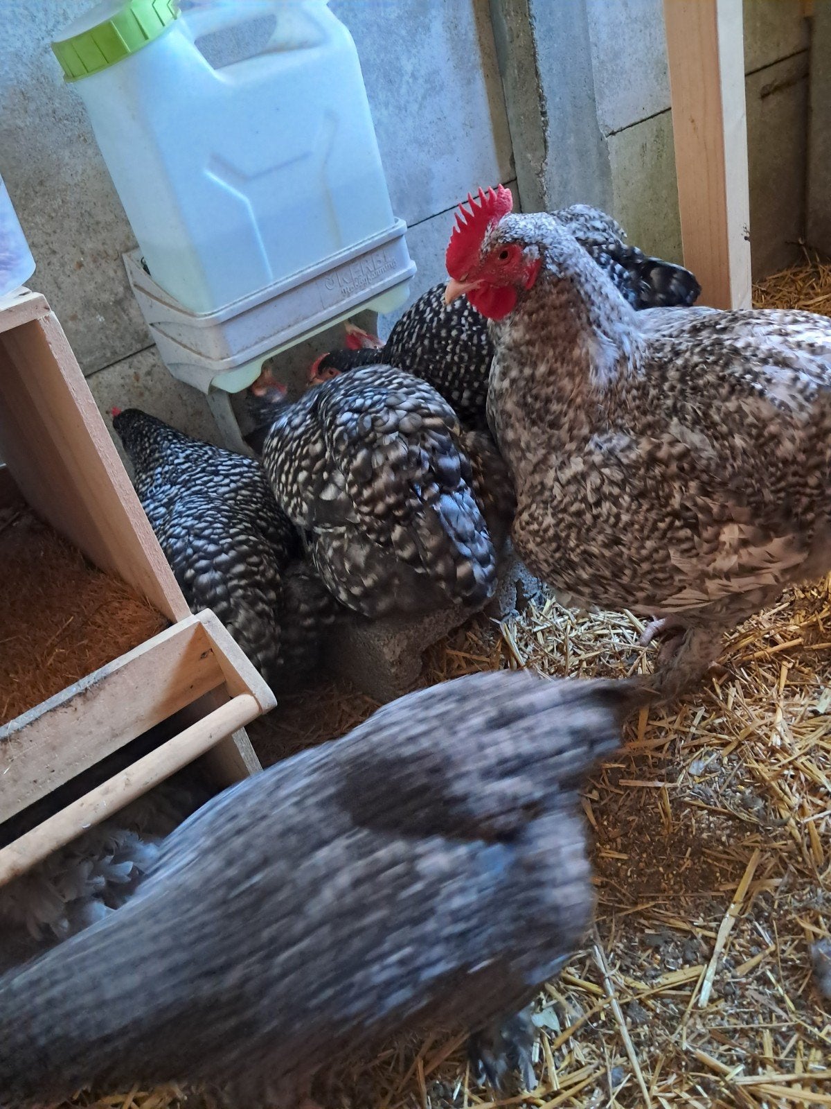 2 hanen Mechelse koekoek, Dieren en Toebehoren, Mannelijk, Kip