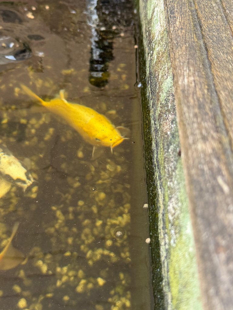Koi 20cm, Karper of Koi