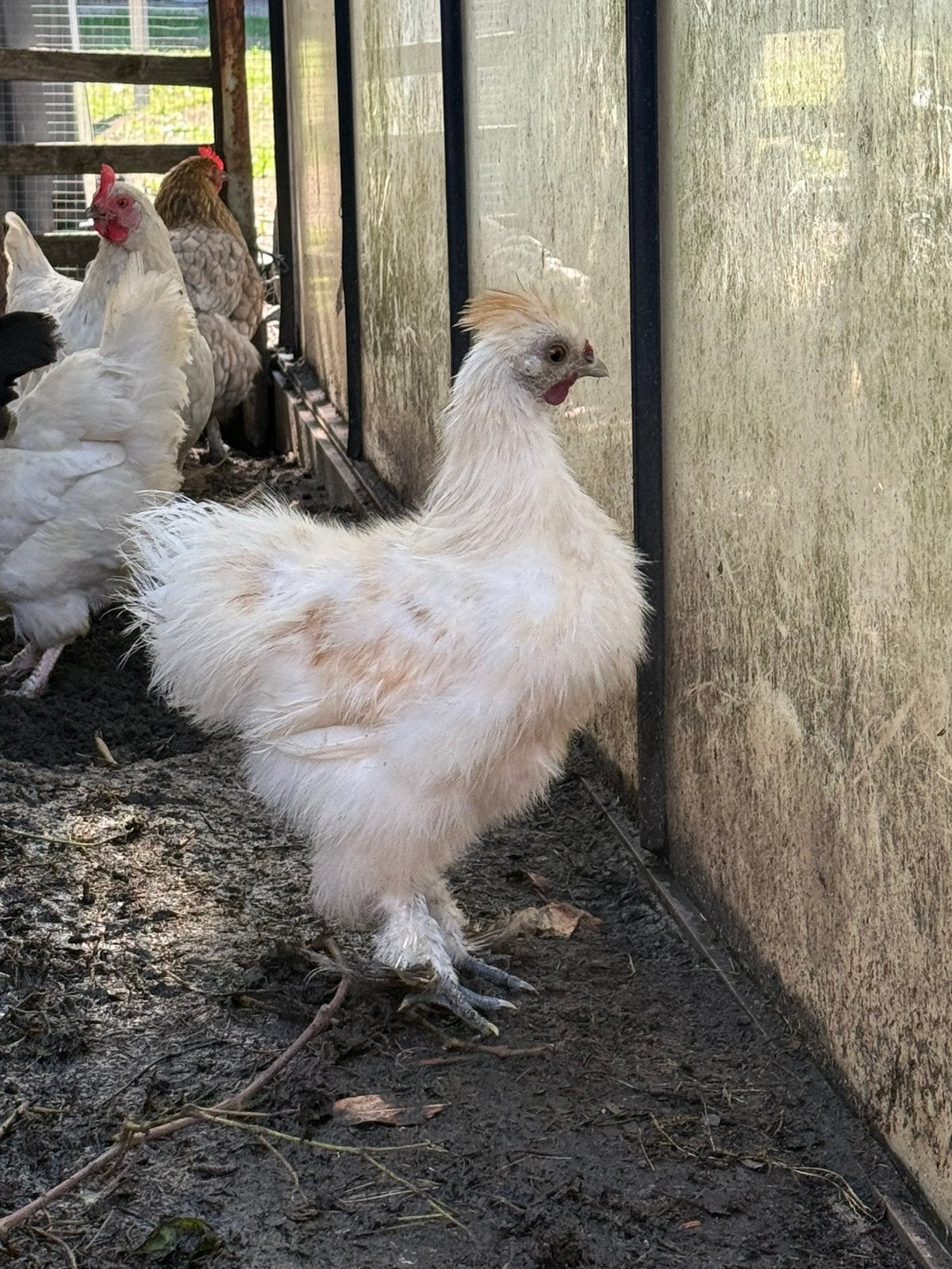 Coqs Silkfowl, Mâle, Poule ou poulet