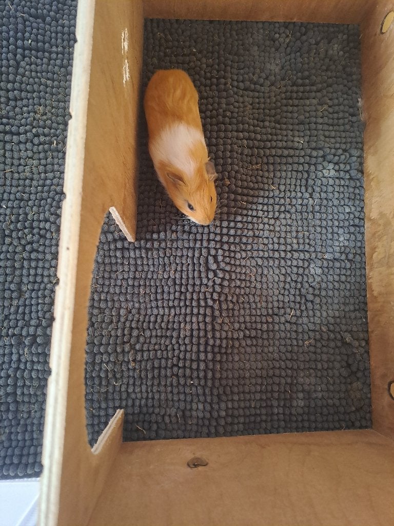 Cavia 3 weken oud, September, Mannelijk, Cavia