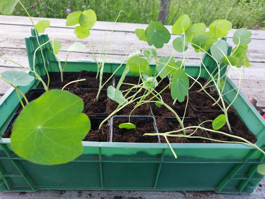Oost-indische kers p9, Tuin en Terras, Ophalen