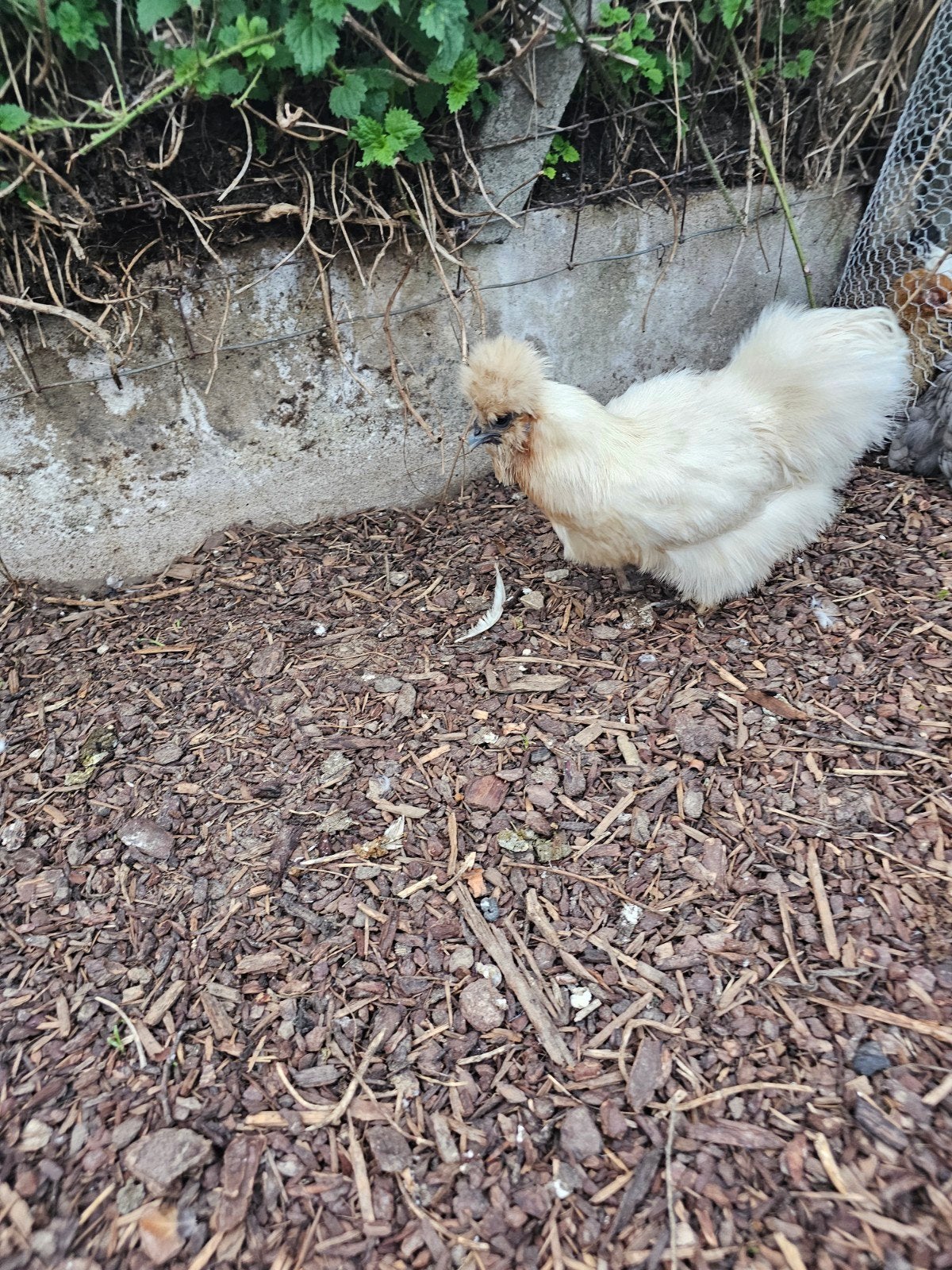 zijdehoen hen, Dieren en Toebehoren, Vrouwelijk, Kip