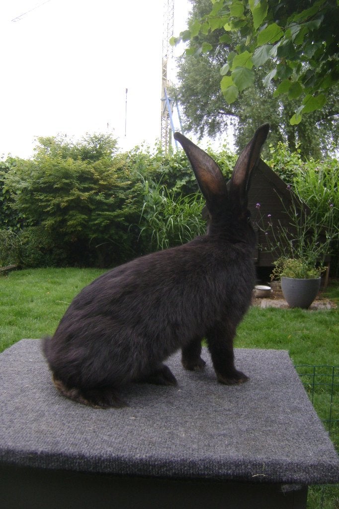 Onverwant Koppel Vlaamse reuzen, Dieren en Toebehoren, Meerdere dieren, Groot