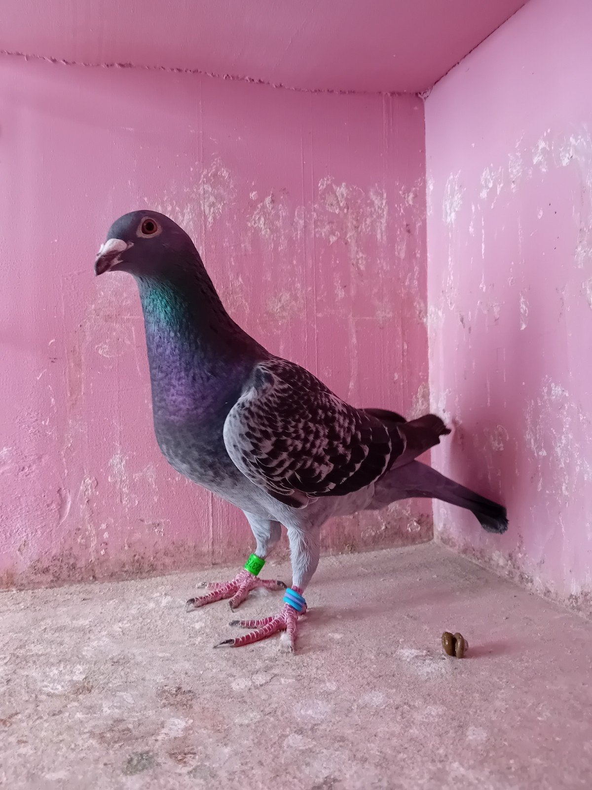 Duivinen 2023, Animaux & Accessoires, Oiseaux | Pigeons