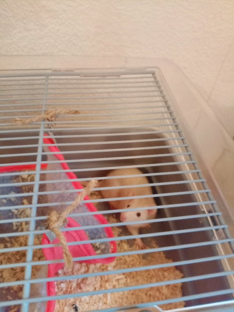 Rats femelles a donner avec cage, Animaux & Accessoires, Enlèvement, Cage, Rat