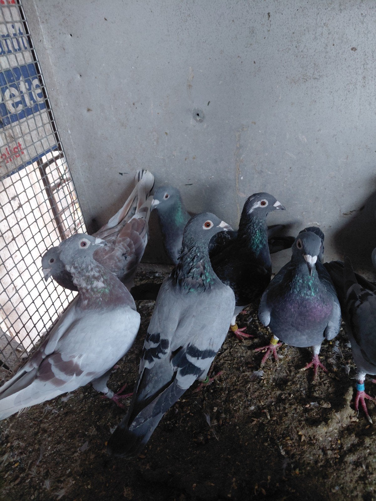 pigeons mouchetés